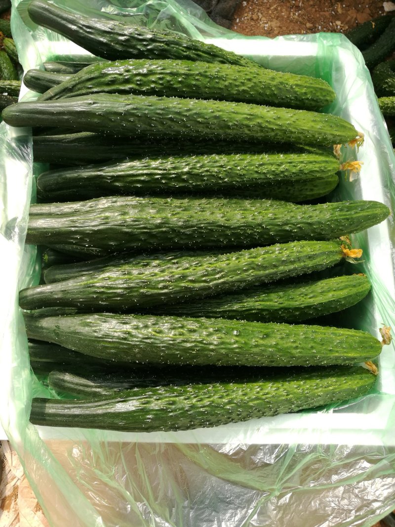 黄瓜大鹏甜脆黄瓜……