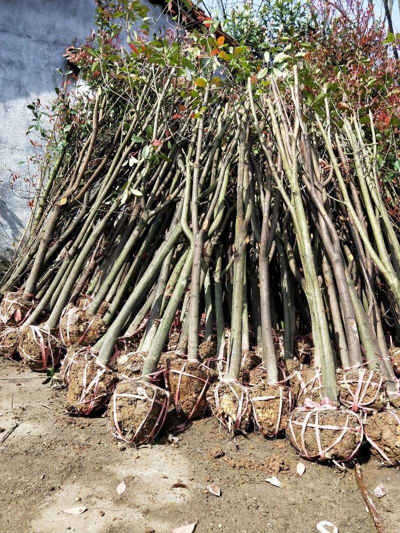 低价处理红叶石楠树