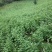 玉竹种茎
