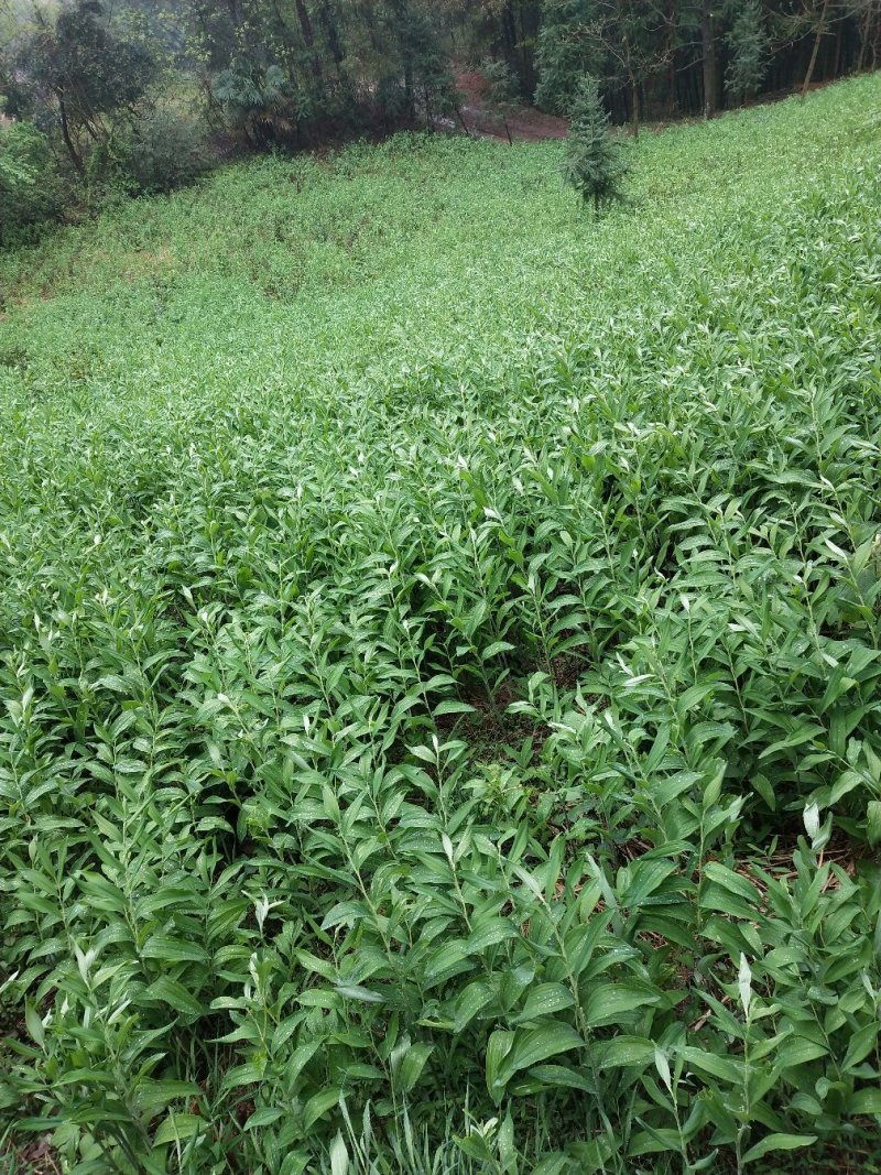 玉竹种茎