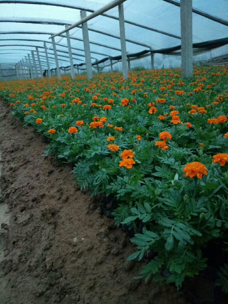 孔雀草