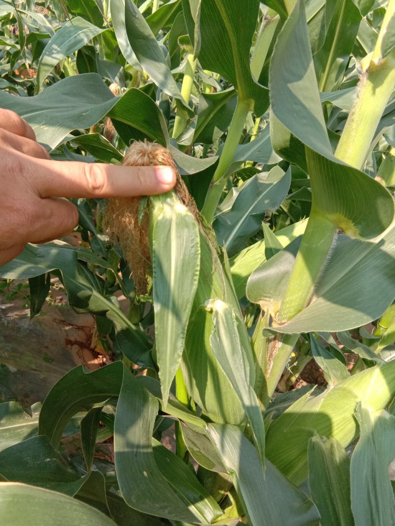 新鲜玉米万糯2000白糯玉米大量上市