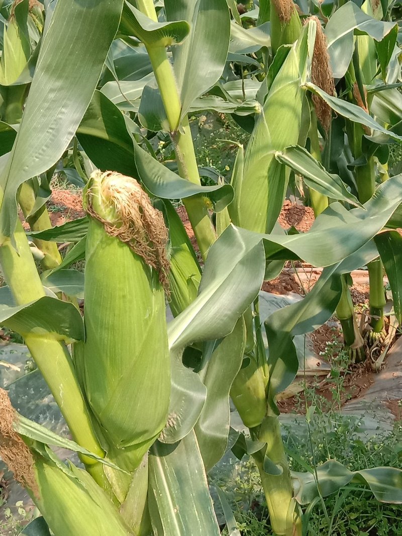 新鲜玉米万糯2000白糯玉米大量上市