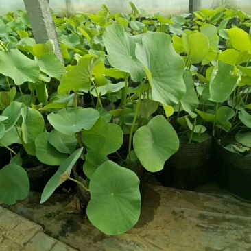 荷花（绿化水生植物）