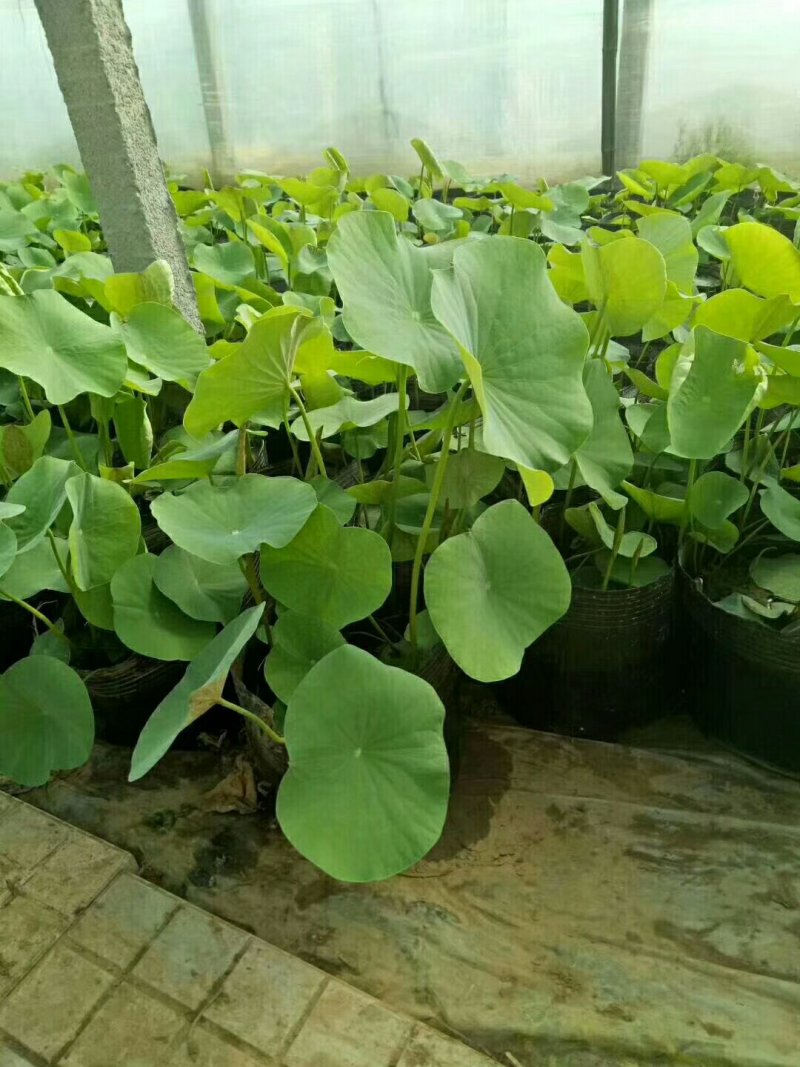 荷花（绿化水生植物）