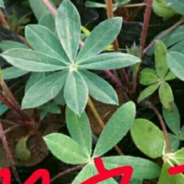 羽扇豆