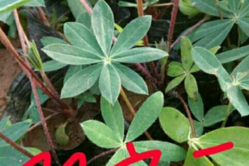 羽扇豆
