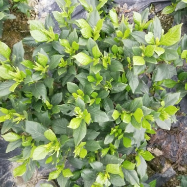 栀子花