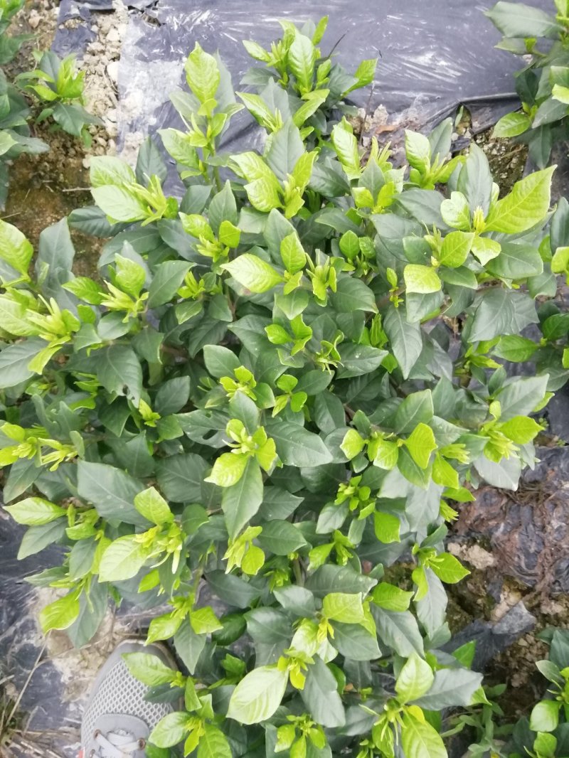栀子花