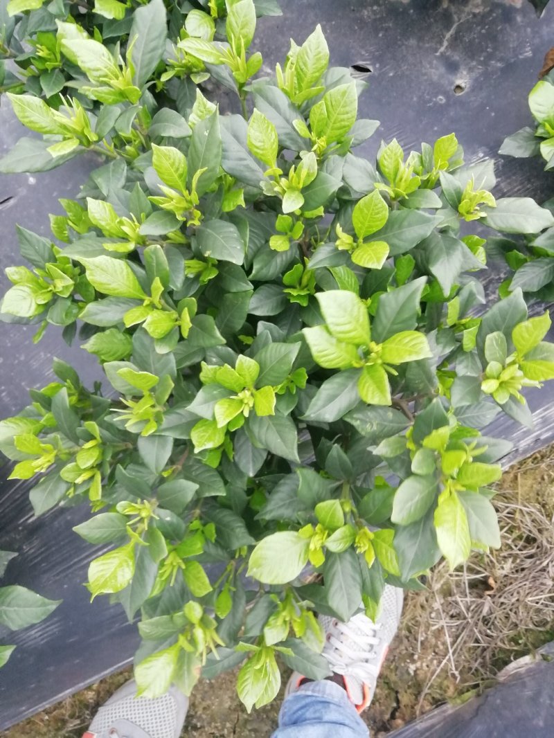 栀子花