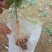 优质山豆根苗