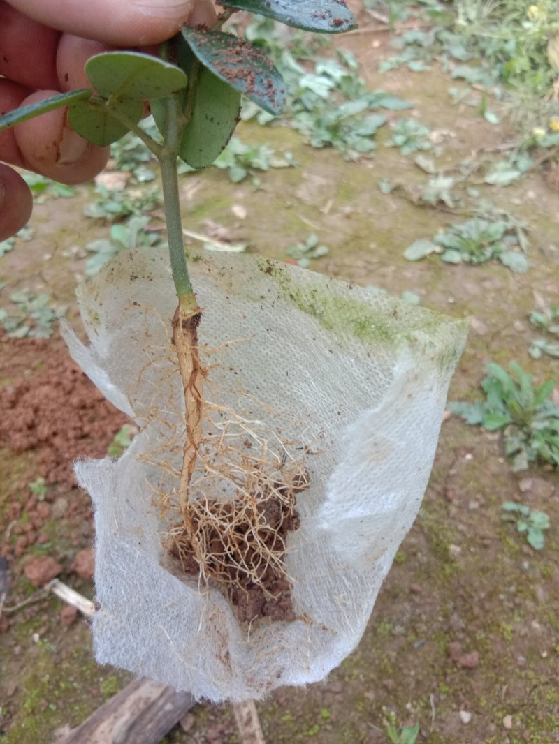 优质山豆根苗