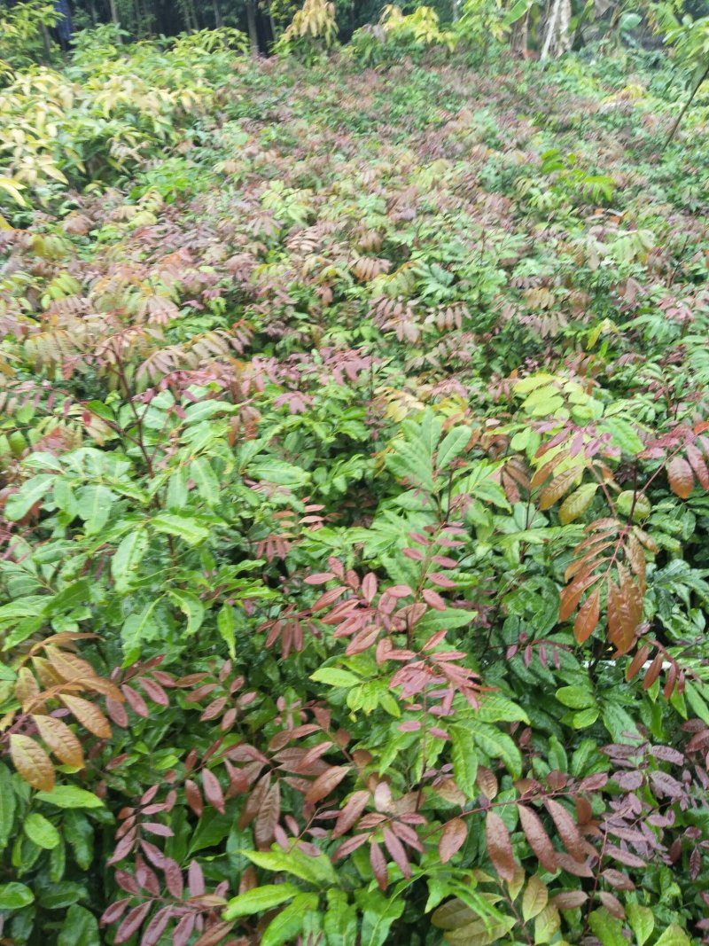 龙眼树苗，正品优良嫁接苗(带杯，带土，带叶)发货
