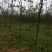 8公分栾树截头发茂3年
