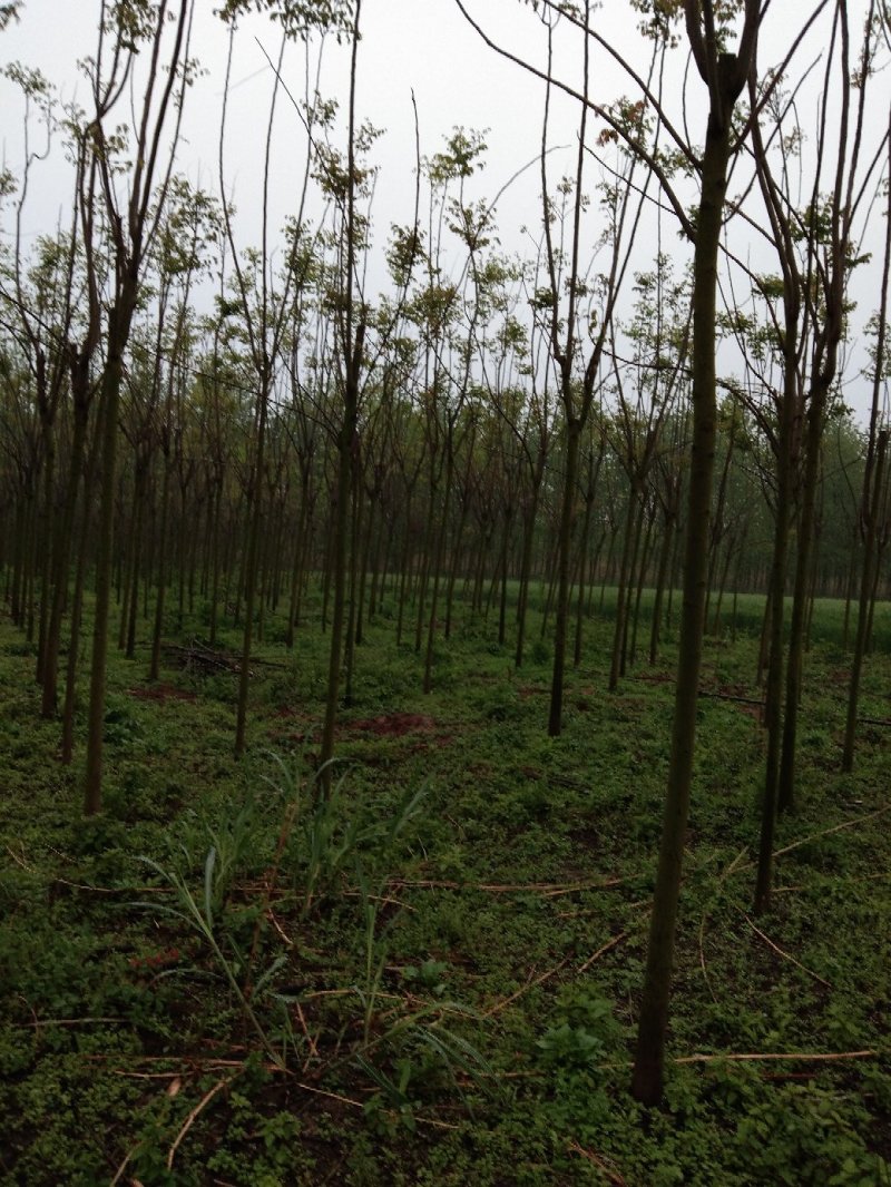 8公分栾树截头发茂3年