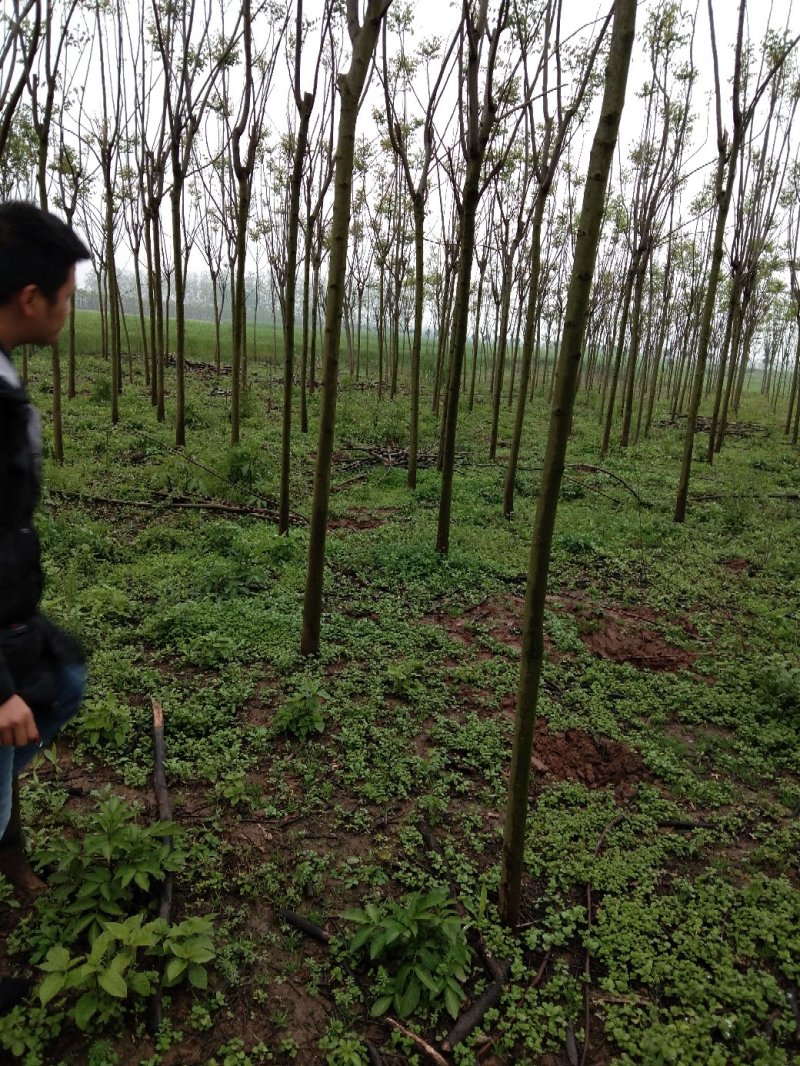 8公分栾树截头发茂3年