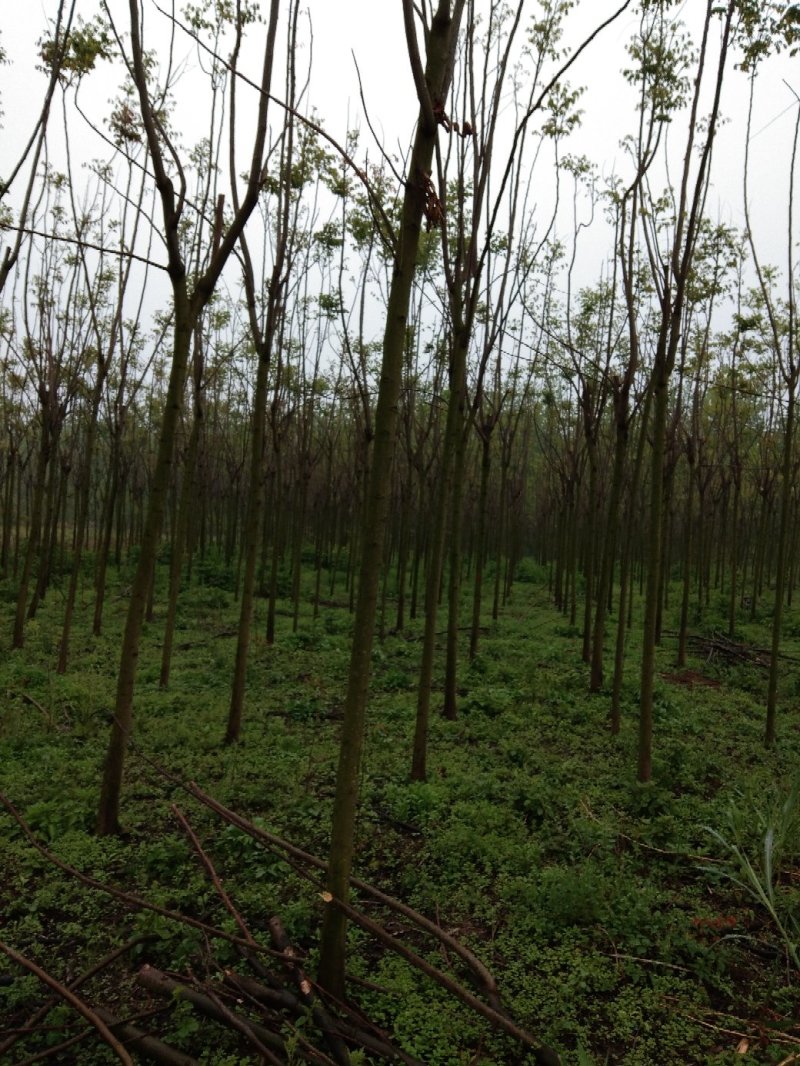 8公分栾树截头发茂3年