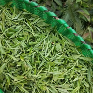 高山茶，