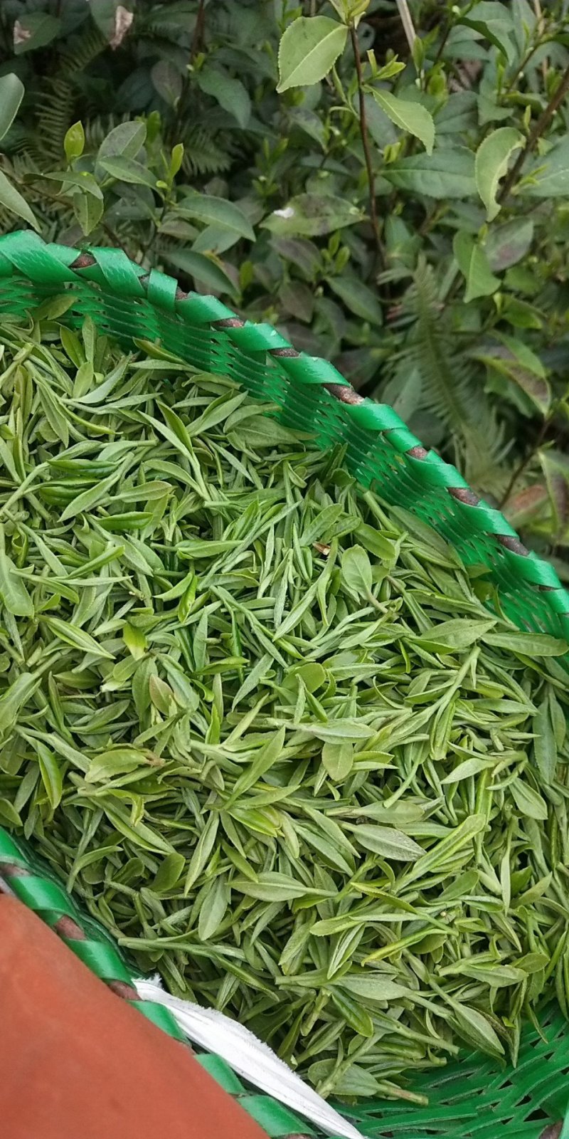 高山茶，