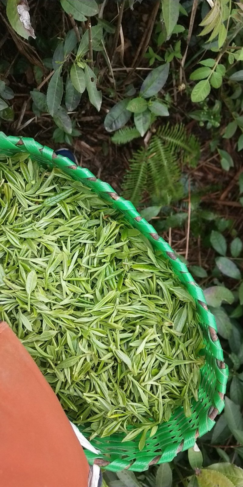 高山茶，