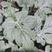 安徽甜王西瓜苗60天苗龄根系发达，免费提供种植技术包活