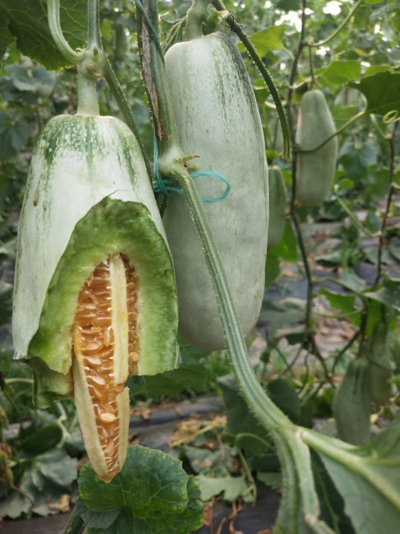 山东农家自种博洋羊角蜜甜瓜！