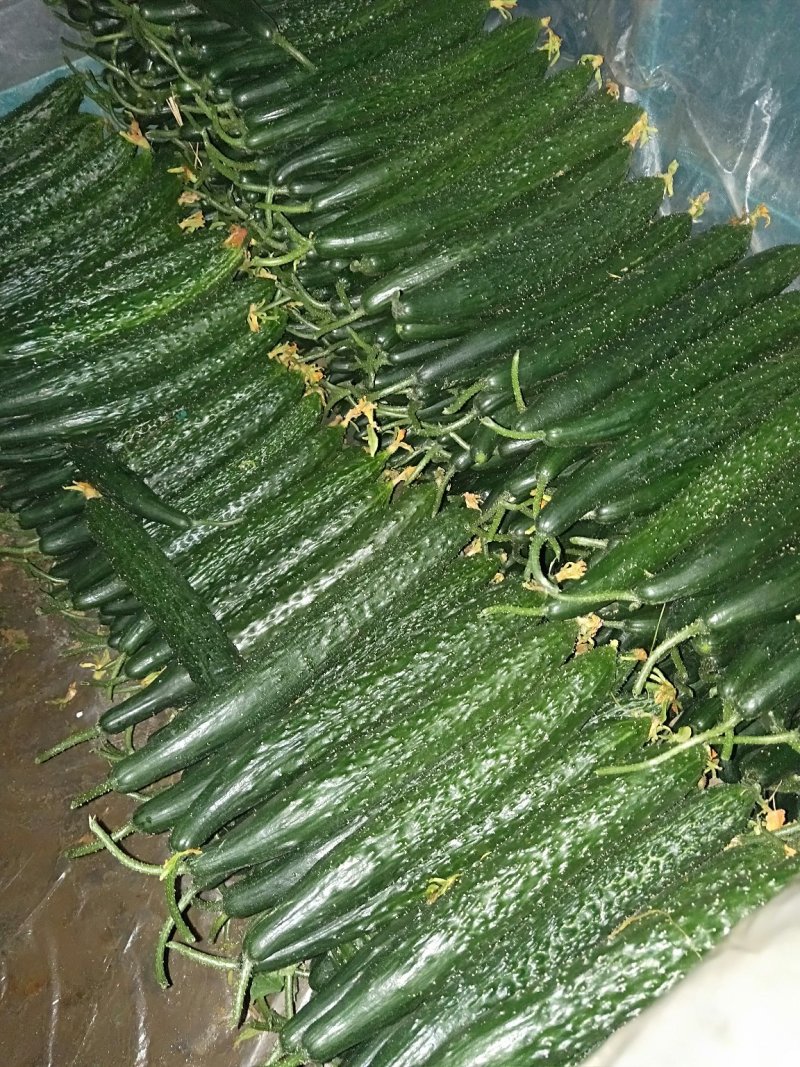 黄瓜