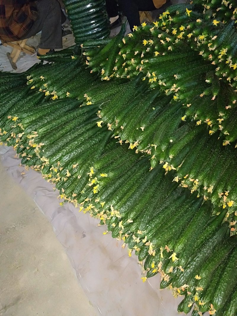 黄瓜