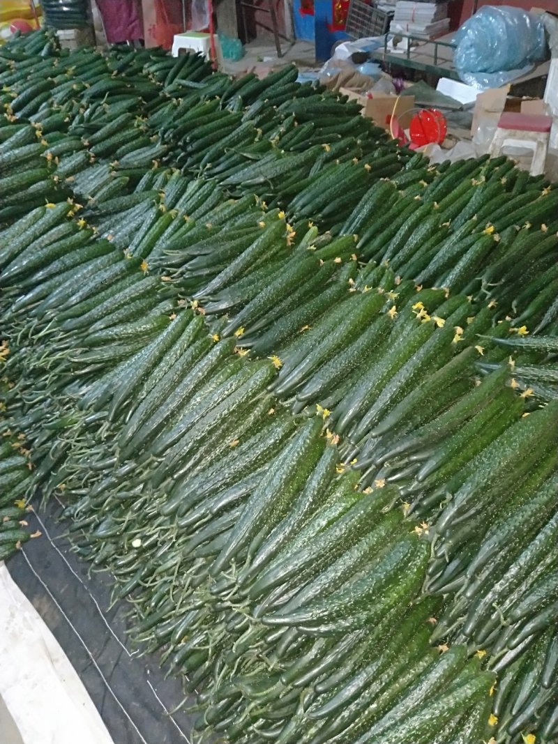 黄瓜