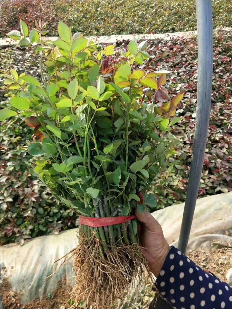 月季小苗