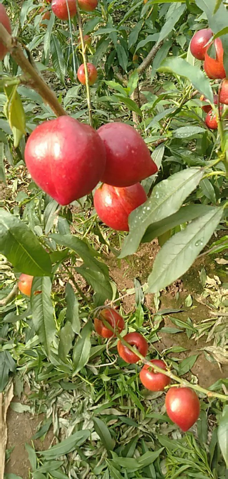 油桃