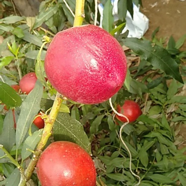 油桃