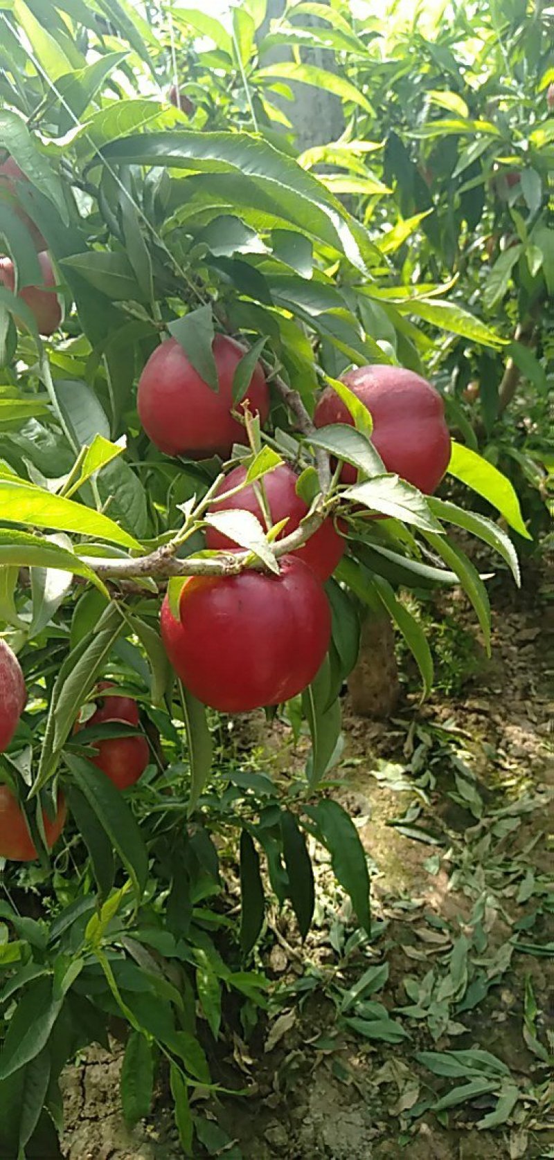 油桃