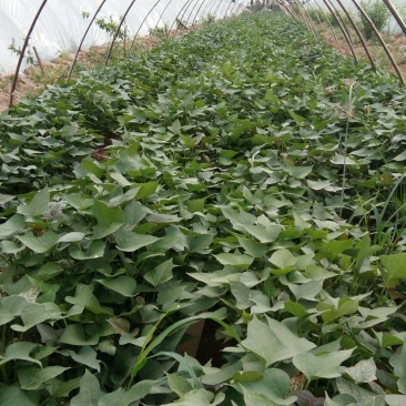商薯19育苗基地供应小拱棚薯苗，成活率高，基地直供