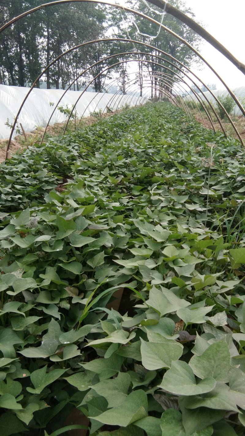 商薯19育苗基地供应小拱棚薯苗，成活率高，基地直供