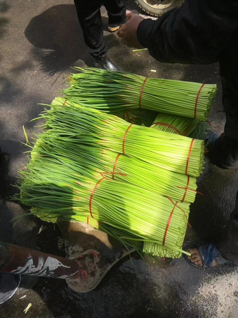 蒜薹，精品干苔，质量好，价格优，代收，代发
