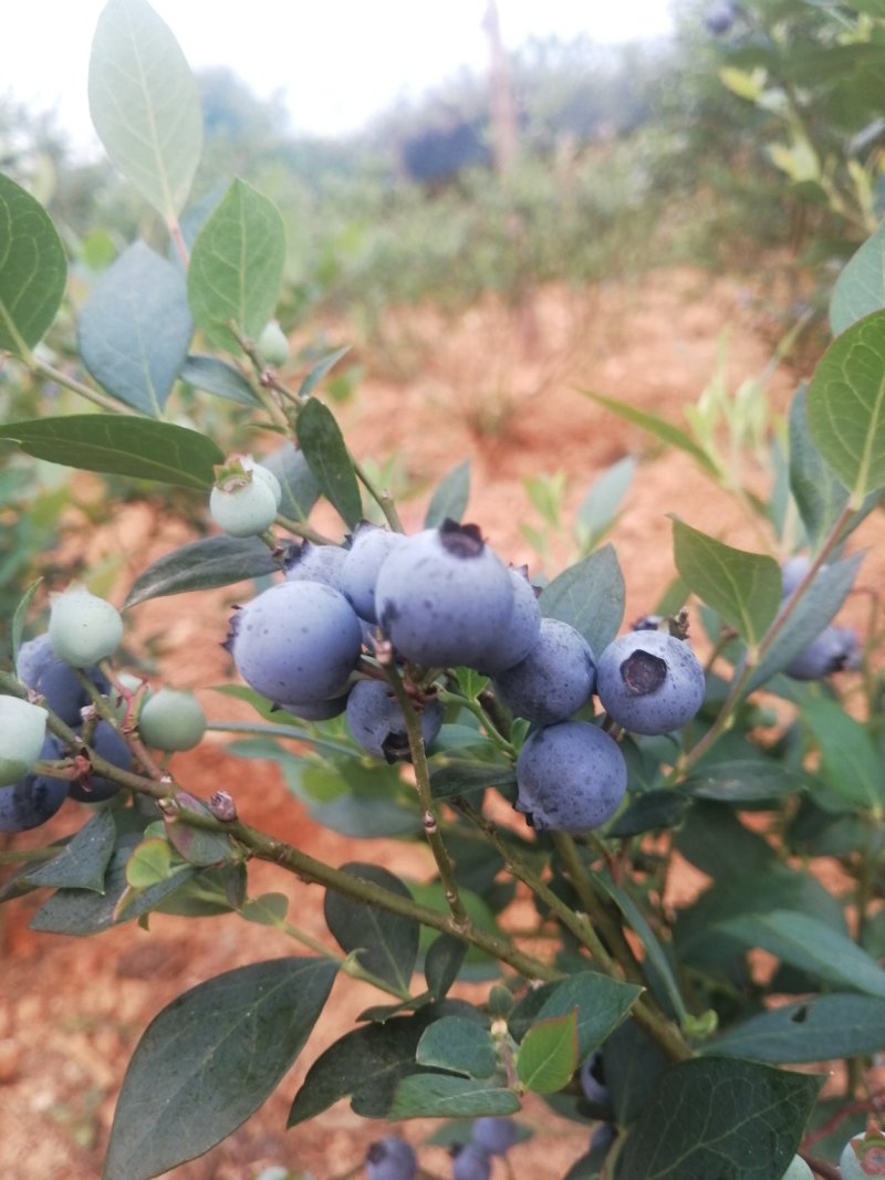 蓝莓鲜果