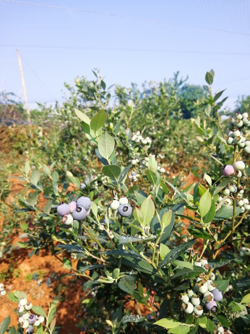 蓝莓鲜果