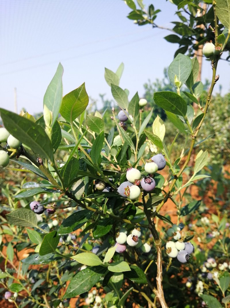 蓝莓鲜果