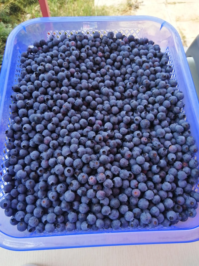 蓝莓鲜果