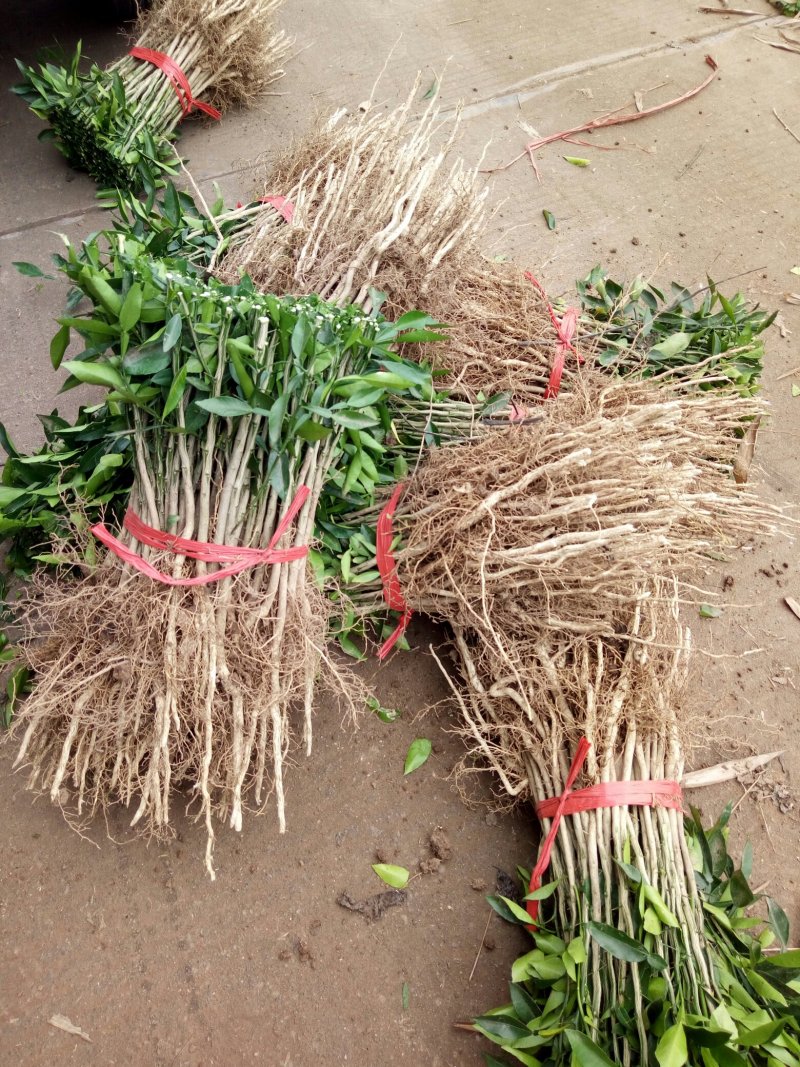 小叶香橙苗，枳橙苗，纽荷尔脐橙苗，苗子粗根须好，现挖现发