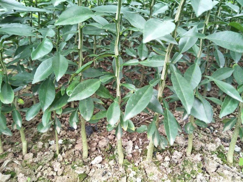 小叶香橙苗，枳橙苗，纽荷尔脐橙苗，苗子粗根须好，现挖现发
