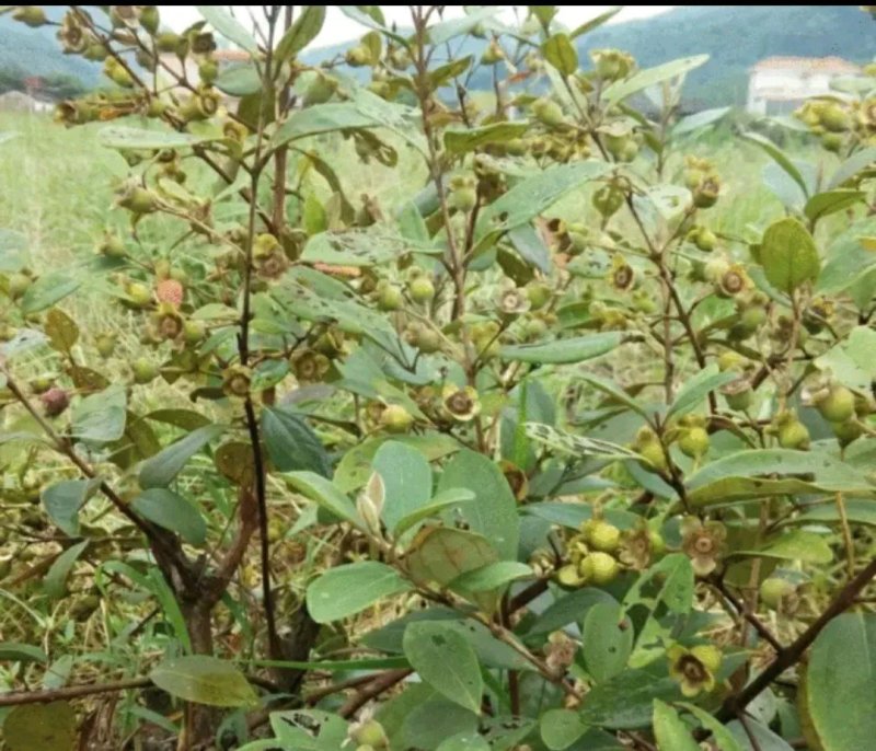 纯野生捻子树苗