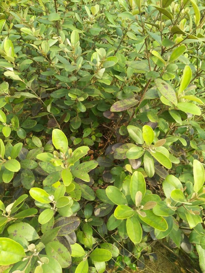 纯野生捻子树苗