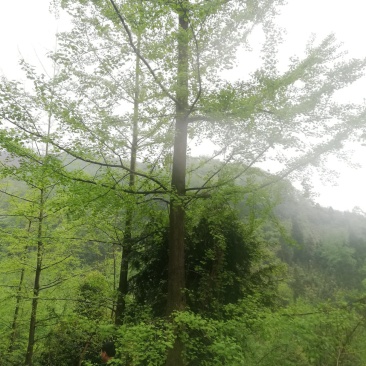 银杏，一公分到50公分