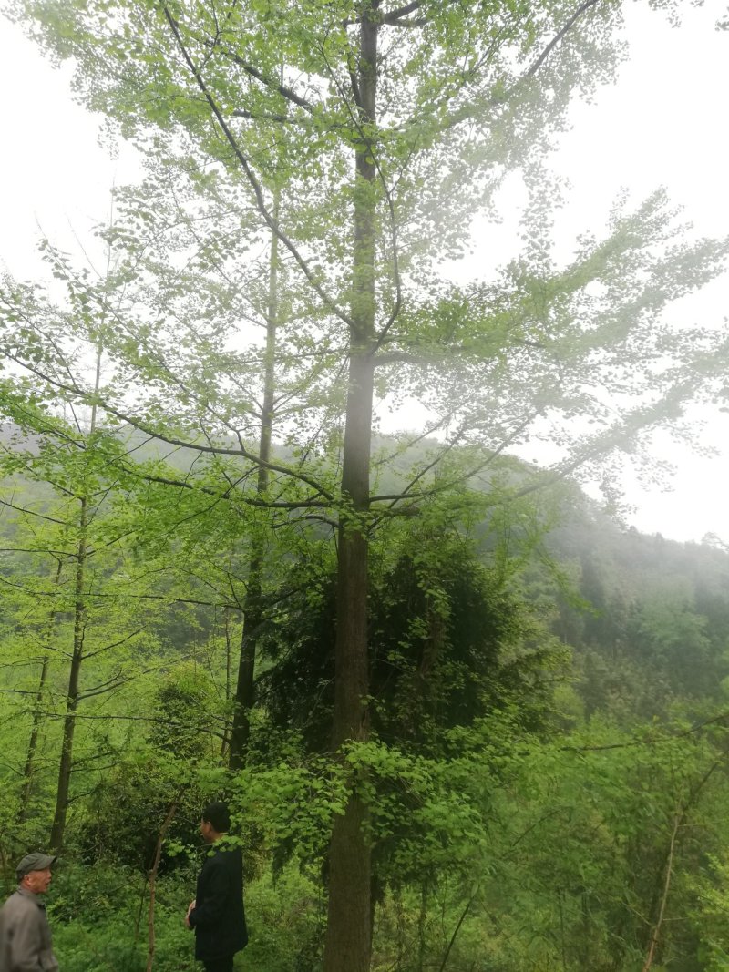 银杏，一公分到50公分