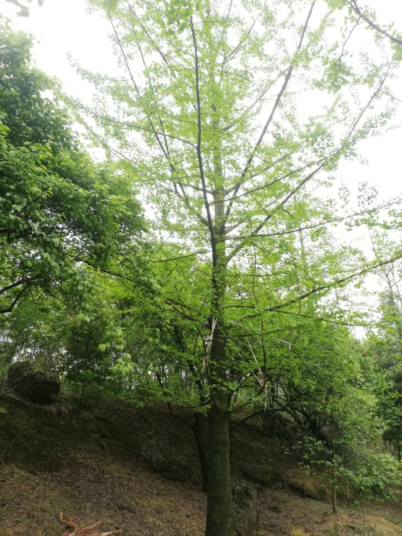 银杏，一公分到50公分