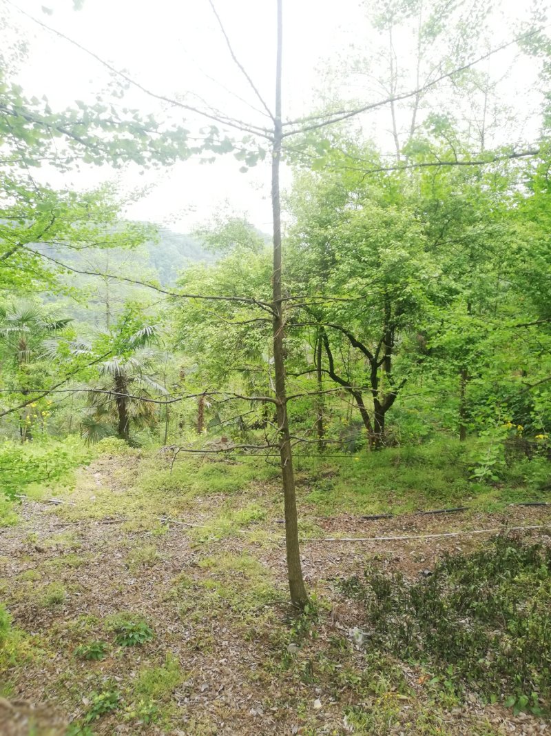 银杏，一公分到50公分