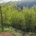 银杏，一公分到50公分