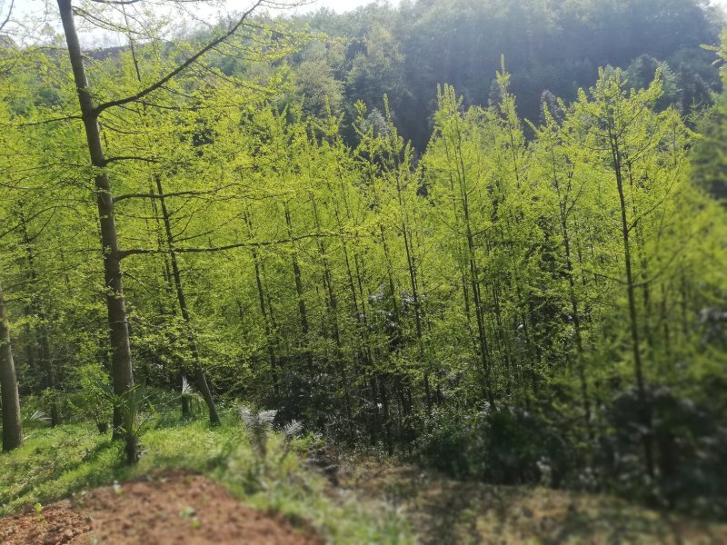 银杏，一公分到50公分